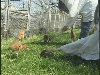 Photo of Whooper Chicks Getting Exercise - Using Puppets to Interest them in mealworms