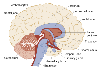 Schematic of a lengthwise cross-section through the human brain