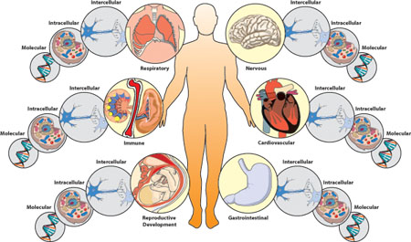 Human illustration at center. Six transitions from molecular level to organ/system level: reproductive, immune, respiratory, nervous, cardiovascular, and gastrointestinal.