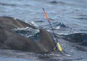 pilot whale swimming in the water with a biopsy dart