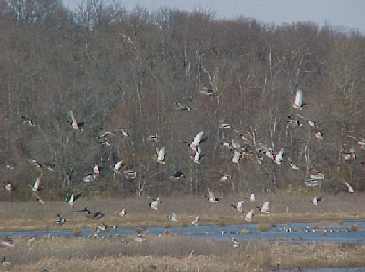 Photo of ducks taken on WRP project in Illinois