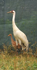 A whooping crane parent defends its chick.