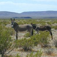 wild burros near Yucca Mountain
