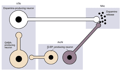 Schematic of the possible influence of β-endorphin (β-EP) on dopamine release in the nucleus accumbens (NAc)