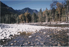 Photo of timber harvest land