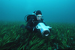 Diver photographs eelgrass growth