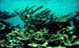 Acropora palmata thicket on Mona Island, Puerto Rico. Andy Bruckner, 1996