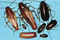 Photos of various cockroaches