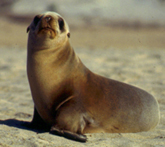 california sea lion