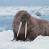 Walruses