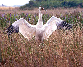 Florida Whooping Crane and Chick in Wild, Young Chick