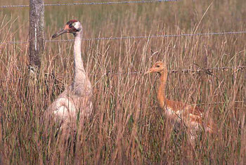 Florida Whooping Crane and Chick in Wild, Older Chick