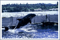jumping killer whale