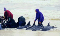 stranded dolphins on the beach with rescue workers