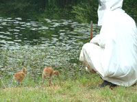 Whooper chicks becoming familiar with a pond, photo by Kathy O'Malley, USGS Patuxent Wildlife Research Center