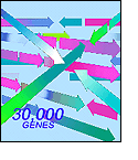 Illustration of arrows and words "30,000" gene