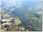 photo of a seagrass bed