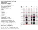 Calibrated IEF Gel Image