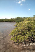 photo of mangroves