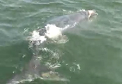 right whale calf swimming in water (video)