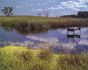 wetland landscape