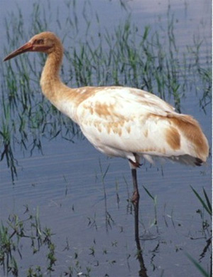 Luck has already lost many of his brown feathers and replaced them with white ones; here he is standing on one leg in a Florida marsh