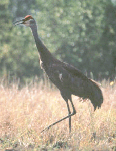 Mississippi Sandhill Crane on the Refuge