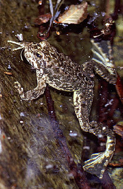 Rana muscosa - Mountain Yellow-Legged Frog