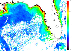 Harmful Algal Bloom Satellite Image