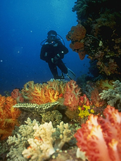 diver on coral patch