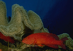 leather coral and trout