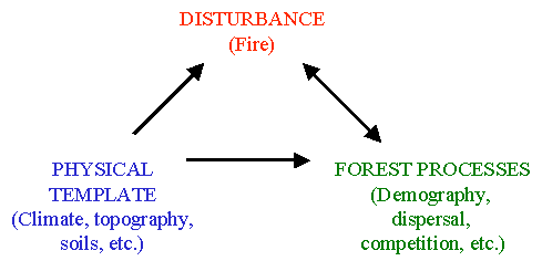 this is a conceptual model of the interactions between climate, disturbance (fire), and vegetation