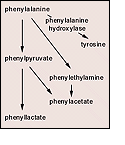 Illustration of pathways of PKU