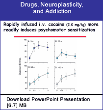 Link - PowerPoint presentation: Drugs, Neuroplasticity, and Addiction