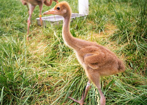 Month old whooping crane chick. Photo by Barbara Niccolai, USGS Patuxent Wildlife Research Center.