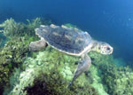 loggerhead turtle underwater