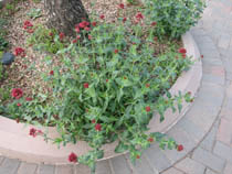 Red flowers of valerian