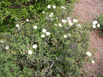 Rockrose