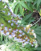 the large purple spike of 'Pride of Madeira'