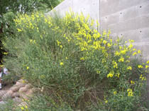 Spanish broom with yellow flowers