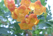 Tecomeria orange flowers