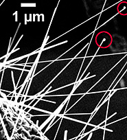 detail showing droplets at tips of some nanowires