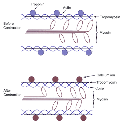 Myosin and actin protein molecules contained in muscles