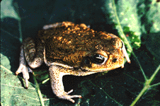 Cane toad