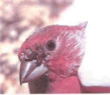 A house finch with avian pox growths on the beak and sere