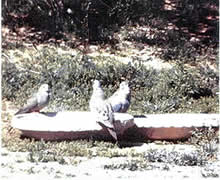 Mourning doves infected with trichomoniasis