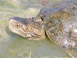 Pond Turtle