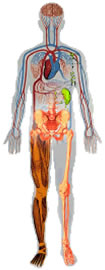 IMM: Fracture Risk