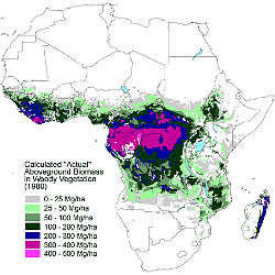 Calculated actual aboveground live biomass in open and closed forests in tropical Africa