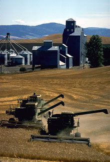 Farm scene with combines harvesting grain in the foreground and storage buildings in background.